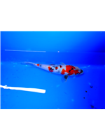 e2492e3f-17bc-442f-962a-2ea83e233500