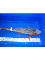 c183f143-efc0-4ca2-b8fa-88f5a2babf7b