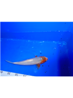 65b964f8-02ea-446f-8b49-3a3e3f23d640