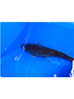 d7b5889c-505c-48b4-8c3f-ce4a9908d2a7