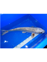 f1f16803-47d2-4dcc-a0da-addff1e9fee1