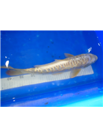 bf6ba4ed-17e8-4c47-87e1-0b8e21244ac2