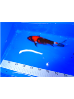 b1415358-2604-4c91-b4cc-aacf6c8f6f40