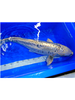 c0975ce5-a1e5-446b-90a2-9d9ea99893a4