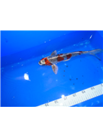 b2b288c1-1ce2-4388-84f4-0fbe1fdc8b4c