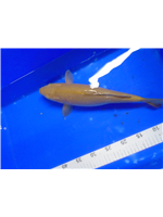 897f4044-4249-44c1-8042-ae2c00b1696a