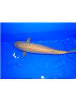 af004d4d-7459-4761-8c20-dfcf0c74ff5a