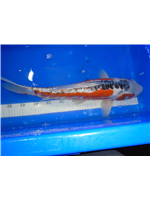 66846bdf-4378-4ce6-b7d0-71cca5991608