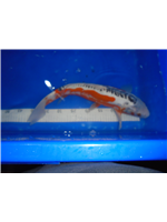 6649ac34-c7fa-4c33-b06c-37661f4031d4