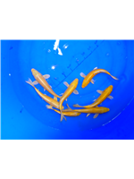 89064431-2d10-4474-9f7b-d3d5525b84ce