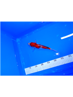 5af8da2a-7a37-4640-a42f-e9570d44577c