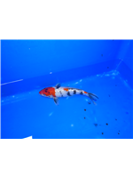 9d6bde09-2852-4775-b482-ea610f56cdee