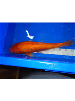 34dec36f-88f6-425f-93fc-172c0924d46e