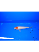 6cb18092-ac08-47be-aecf-8940c82682b4