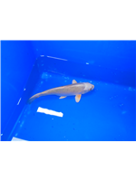 d27c4dd5-3c2a-4f8d-9720-2bfb3f02e847