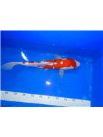 8b62defe-c806-418c-a121-bd20d68577b6