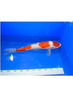 715e1dad-4c8d-4e5a-a094-b3aa338606a4