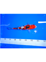 cd2868e7-3ebb-47e5-aceb-d18486191c21