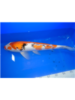 2a1dbb86-4e7c-4d7a-a4ac-52de6fc201e1