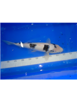 6ce038fc-c94b-4429-91b9-a7ca114216ea