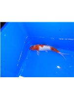 43a46e85-fd15-4b9a-b4b4-cec29cb52960