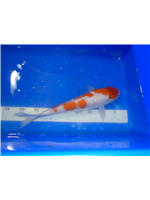 52baf3a6-9f73-40c9-87c8-25b582e8b55e