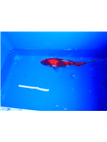 ca7e95d4-e367-4233-8609-f3303a88f82e