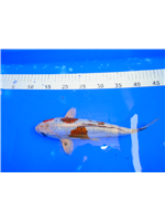 368345ac-a5ac-45ce-b2f9-3424574860cd