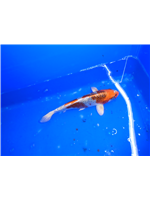 76d6eaac-4f9c-44de-9265-6058491ccc72