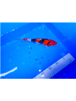 4cb4a8d0-5029-43dc-85c2-a906a8b38a42