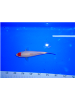 3c97f0a2-b762-45dc-8384-7b8598329090