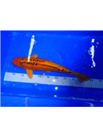 4cfa4c6a-10fe-4d0f-a94c-61d7a77eb75e