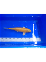 6ae0f6d2-5597-49d8-9f1c-b7e14d543af2