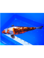 b277088e-f45a-48aa-afe4-0f1347819db1