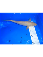 0e03fbee-57e9-4df8-bbe3-b9cac059f9b2