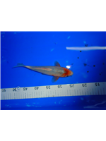 c2416c2d-ea84-4054-aa11-9383d59e8b62