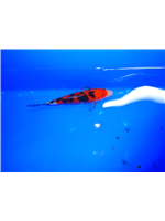 ff16aa64-b454-4cfa-9f56-bd3e2a7070d6