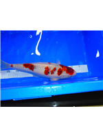 2eacb4cb-b1d1-416a-b17a-0bc31cafd52c