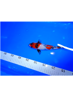 f21fe1b0-e93e-450a-ae85-a44c5a185625