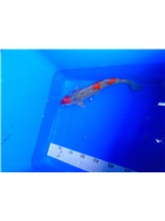 b0d63f74-869d-40b1-b421-465443118aaa