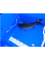 55be95fd-eaab-4a5c-8492-c1baccaab899