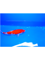 560bd896-97cd-498d-9f06-a569ec11c85f