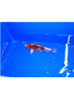 aded7633-8ec2-4bfb-b82c-32fc571e3444