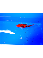 3ee93168-2266-4e5d-9d7e-81d8ce076e25