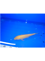 7e0e8fef-6ffe-4554-b9ec-43d149f67300