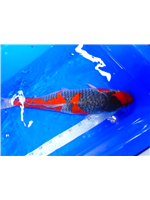 e8e89933-0cf1-4661-8129-afdfb812e048