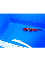 94a7518c-65f9-45a5-8e3e-8778aa669e9d