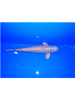 07d29541-5c03-4800-88ff-db76cb92653e