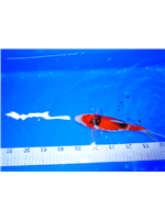 c77f80e3-40d8-41ff-9cc1-55d885f4827b