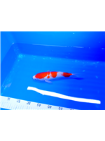 98236443-08dc-4a02-9e10-433b92a644b4